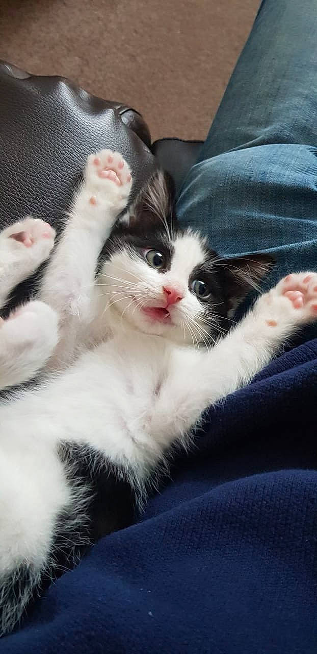 Binx joined the competition — help win amazing prizes! carnivore, cat, claw, cloud, comfort, domestic_short_haired_cat, eye, felidae, finger, foot, fur, gesture, human_leg, lap, nap, paw, small_to_medium_sized_cats, snout, tail, whiskers