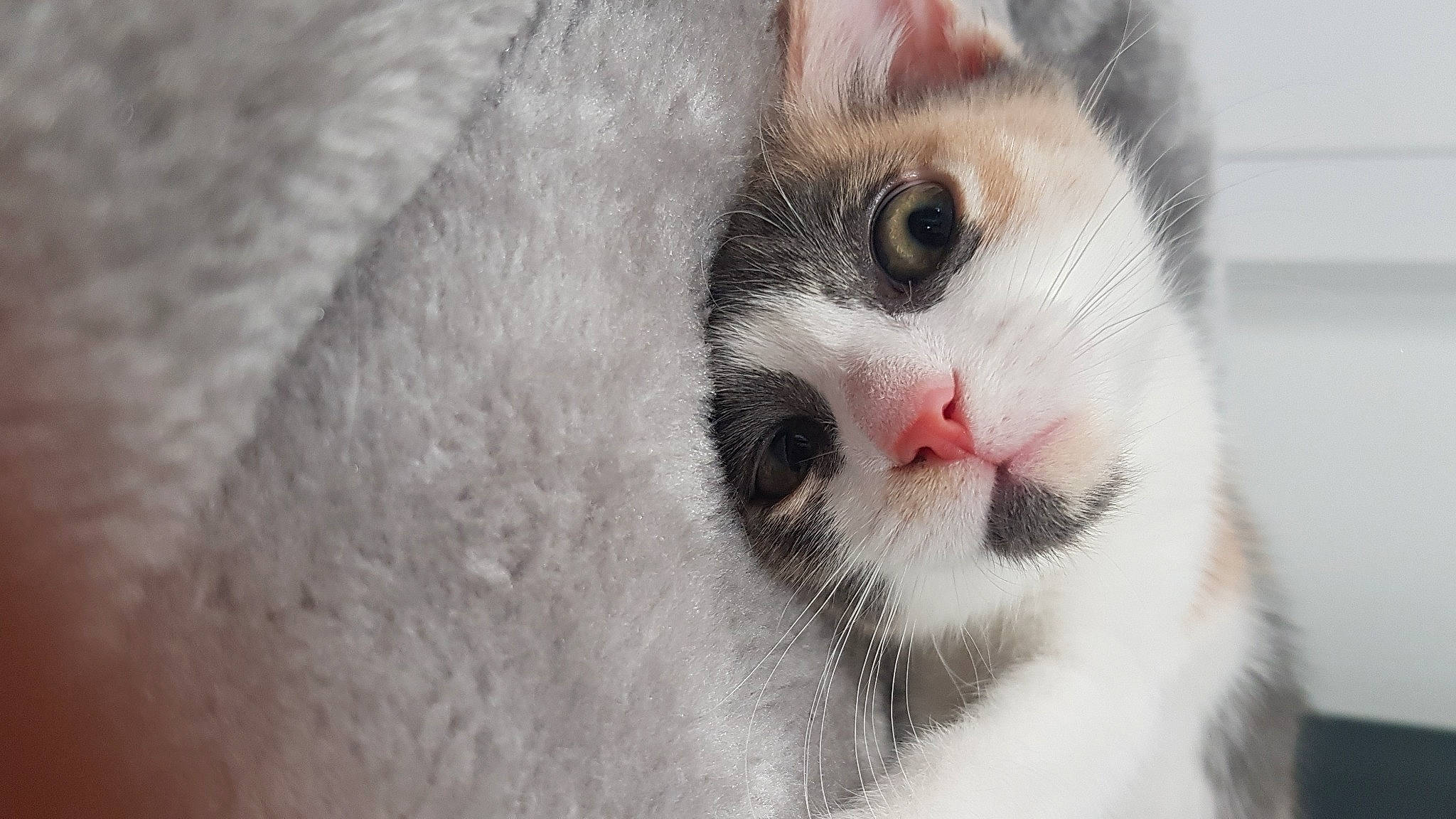 Lizzie is registered to the contest to win money with this photo: carnivore, cat, domestic_short_haired_cat, eyelash, felidae, fur, paw, small_to_medium_sized_cats, snout, terrestrial_animal, whiskers