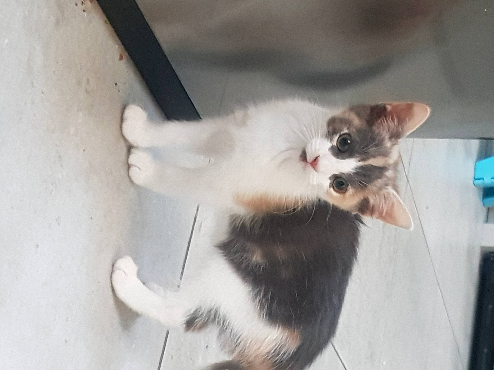 Lizzie is registered to the contest to win money with this photo: balinese, canidae, carnivore, cat, claw, dog_breed, domestic_short_haired_cat, eye, felidae, fur, paw, small_to_medium_sized_cats, tail, thai, whiskers