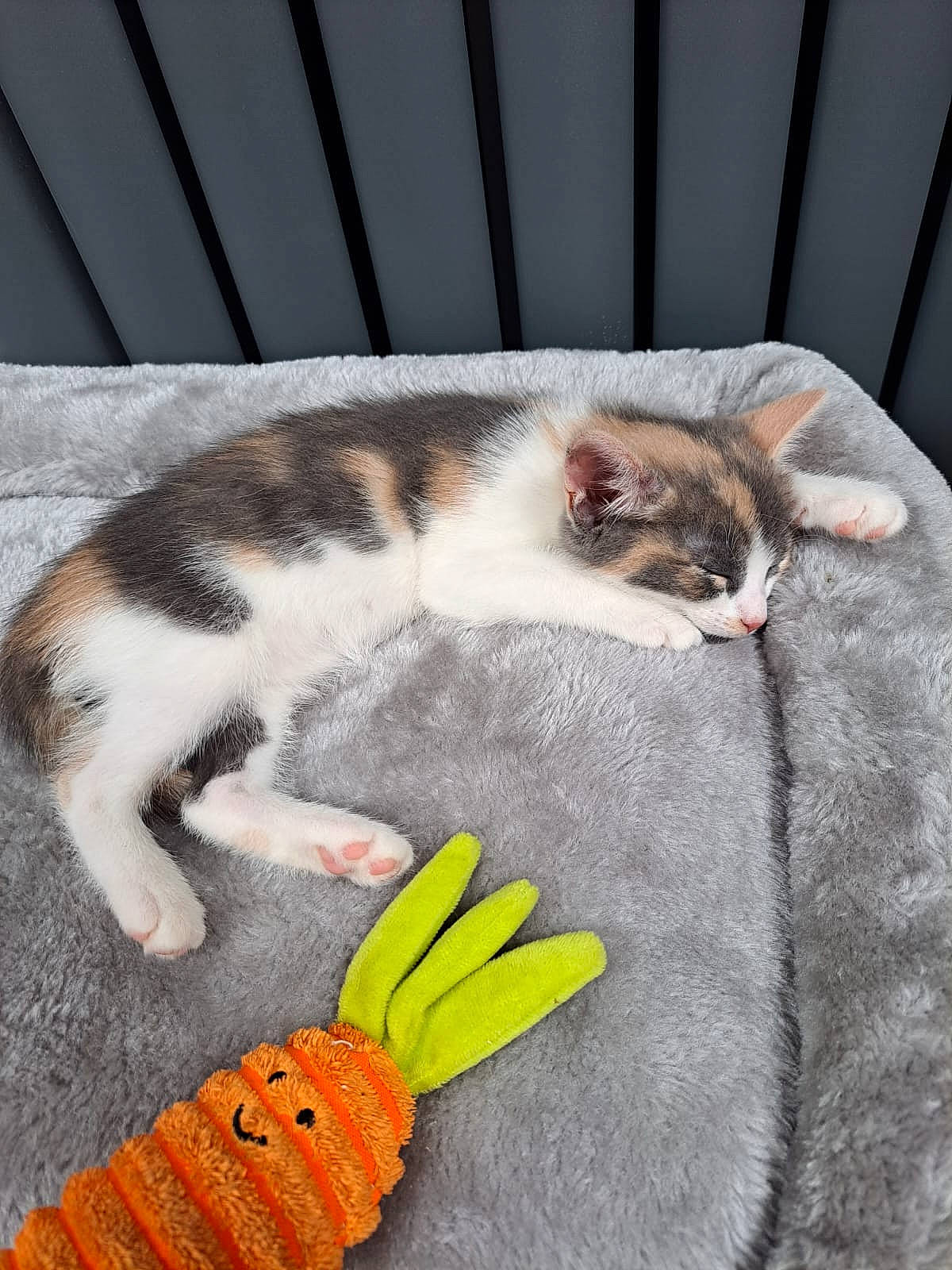 Lizzie is registered to the contest to win money with this photo: carnivore, cat, claw, comfort, domestic_short_haired_cat, felidae, foot, fur, glove, grey, nap, paw, personal_protective_equipment, safety_glove, sleep, small_to_medium_sized_cats, snout, tail, whiskers, wood