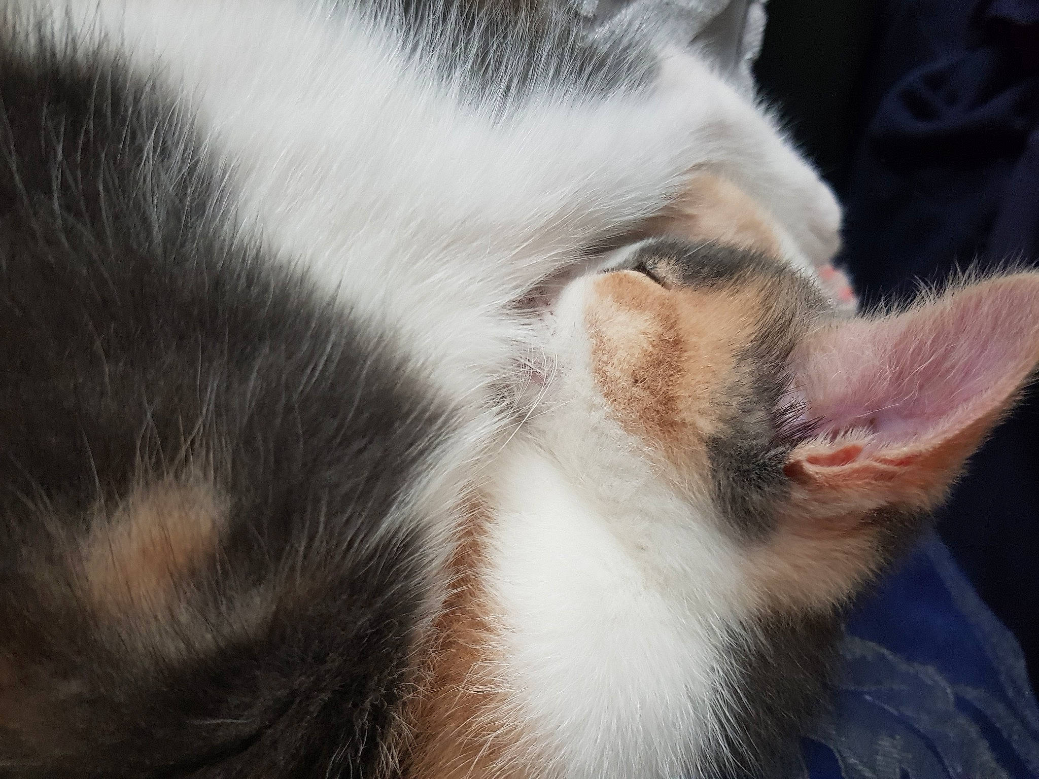 Lizzie is registered to the contest to win money with this photo: carnivore, cat, claw, domestic_short_haired_cat, ear, eyelash, felidae, fur, nap, paw, plant, sky, small_to_medium_sized_cats, snout, tail, tree, whiskers, wildlife