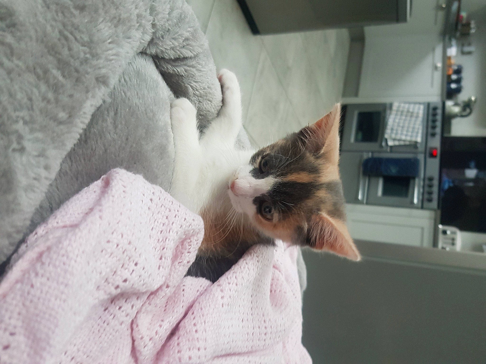 Lizzie is registered to the contest to win money with this photo: carnivore, cat, comfort, domestic_short_haired_cat, ear, eye, felidae, fur, grey, linens, nap, paw, room, small_to_medium_sized_cats, snout, tail, whiskers, wood, wool