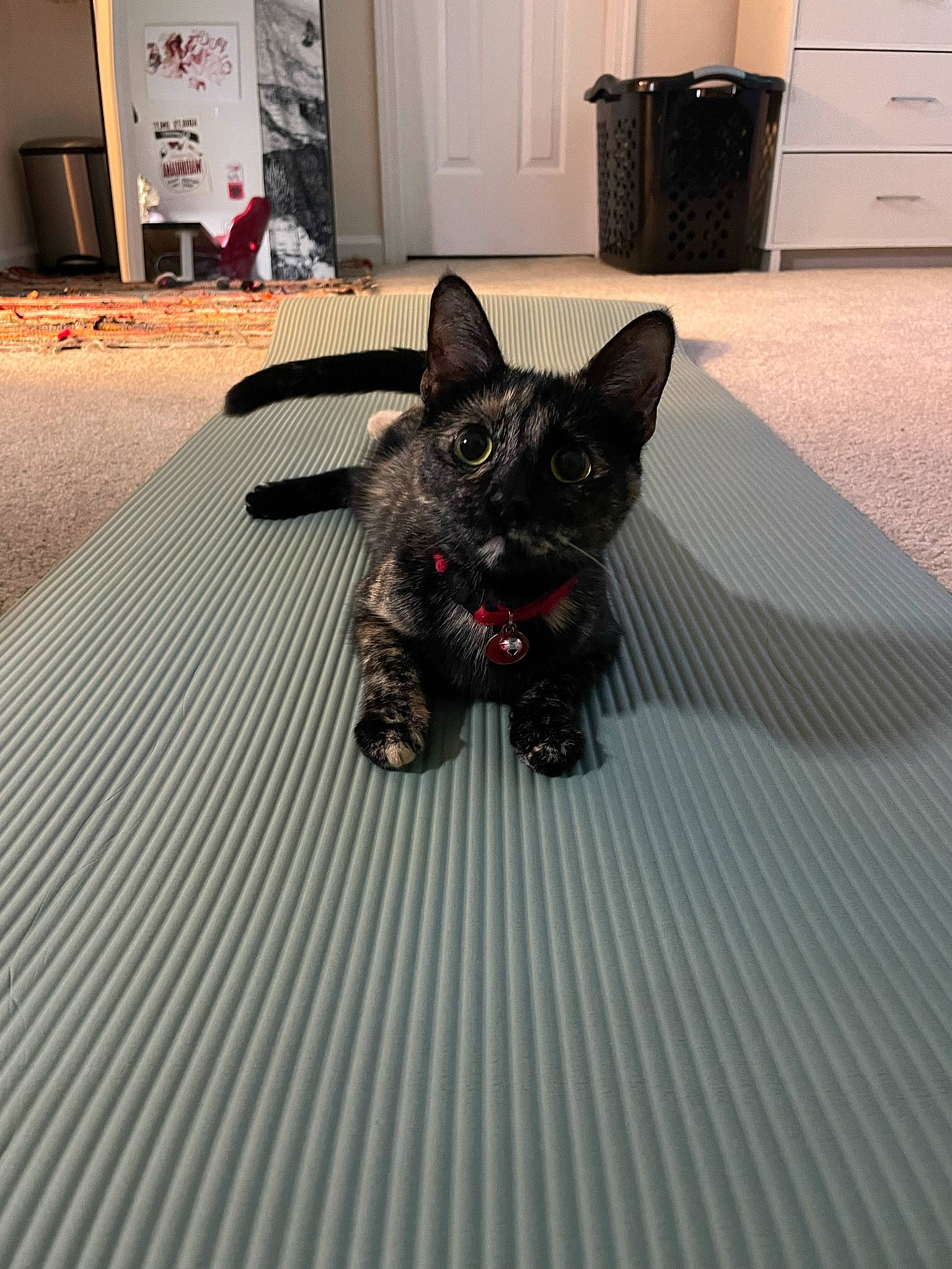 Silas joined the competition — help win amazing prizes! black, cabinetry, carnivore, comfort, companion_dog, cupboard, dog_breed, domestic_short_haired_cat, fawn, felidae, floor, flooring, grey, hardwood, small_to_medium_sized_cats, snout, tail, whiskers, white, wood