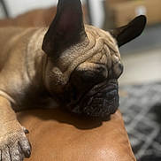 Archie is registered to the contest to win money with this photo: dog, french_bulldog, pet, sleeping, close_up, indoor, brown, leather, paw, resting, animal, canine, face, ears, fur, snout, domestic_animal, cozy, blurred_background, relaxing