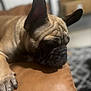 dog, french_bulldog, pet, sleeping, close_up, indoor, brown, leather, paw, resting, animal, canine, face, ears, fur, snout, domestic_animal, cozy, blurred_background, relaxing