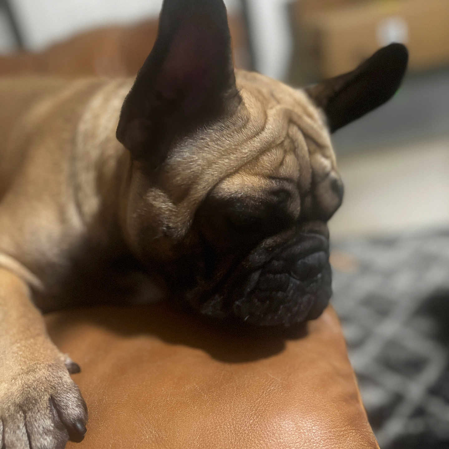 Archie is registered to the contest to win money with this photo: animal, blurred_background, brown, canine, close_up, cozy, dog, domestic_animal, ears, face, french_bulldog, fur, indoor, leather, paw, pet, relaxing, resting, sleeping, snout