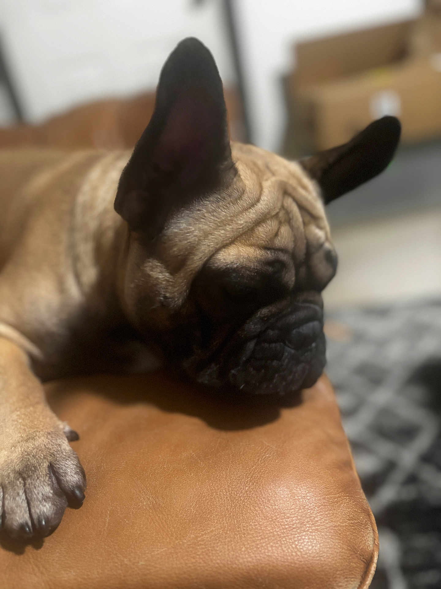 Archie