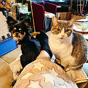 Ubria participe au concours pour gagner de l'argent avec cette photo : cat, dog, blanket, indoor, living_room, television, plant, chair, tile_floor, person, pet, fur, black_dog, tabby_cat, cozy, home, relaxing, furniture, pillow, socks