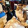 cat, dog, blanket, indoor, living_room, television, plant, chair, tile_floor, person, pet, fur, black_dog, tabby_cat, cozy, home, relaxing, furniture, pillow, socks