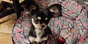 Ubria participe au concours pour gagner de l'argent avec cette photo : chihuahua, puppy, dog_bed, indoor, tile_floor, small_dog, pet, animal, ears, fur, cute, curious, black_and_tan, toy, blanket, home, furniture, chair, plastic_container, floor