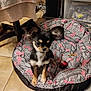 chihuahua, puppy, dog_bed, indoor, tile_floor, small_dog, pet, animal, ears, fur, cute, curious, black_and_tan, toy, blanket, home, furniture, chair, plastic_container, floor