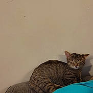 Dino Nugget is registered to the contest to win money with this photo: cat, tabby, sleeping, couch, indoor, pet, feline, striped, relaxed, animal, cozy, resting, blanket, human, blue_shirt, domestic_animal, fur, side_view, quiet, calm