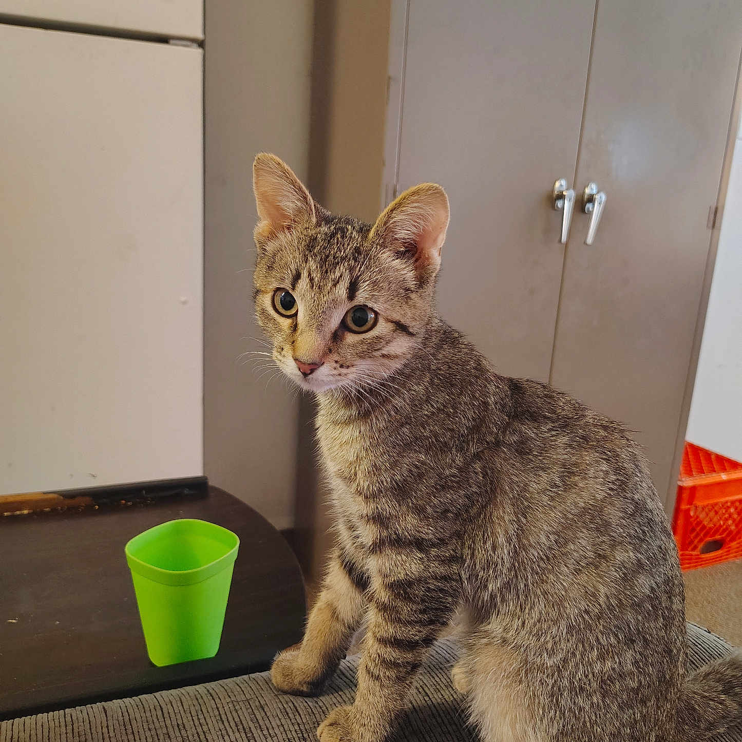 Dino Nugget joined the competition — help win amazing prizes! animal, background, cabinet, cat, curious, door_handle, ears, feline, floor, fur, green_cup, home, indoor, magnet, pet, refrigerator, sitting, tabby, table, whiskers