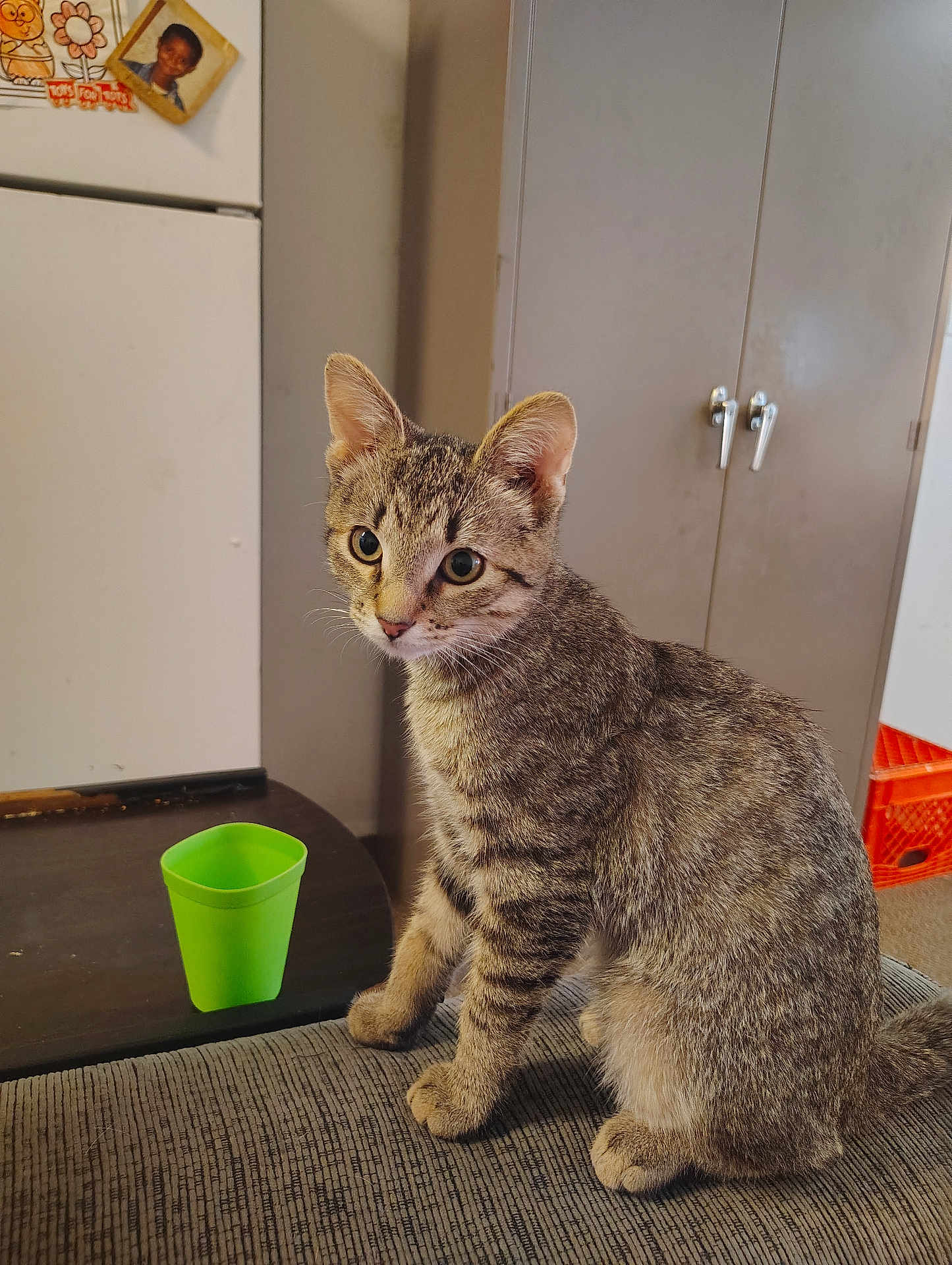 Dino Nugget joined the competition — help win amazing prizes! cat, tabby, pet, indoor, feline, animal, green_cup, table, refrigerator, magnet, cabinet, door_handle, curious, sitting, whiskers, ears, fur, home, background, floor