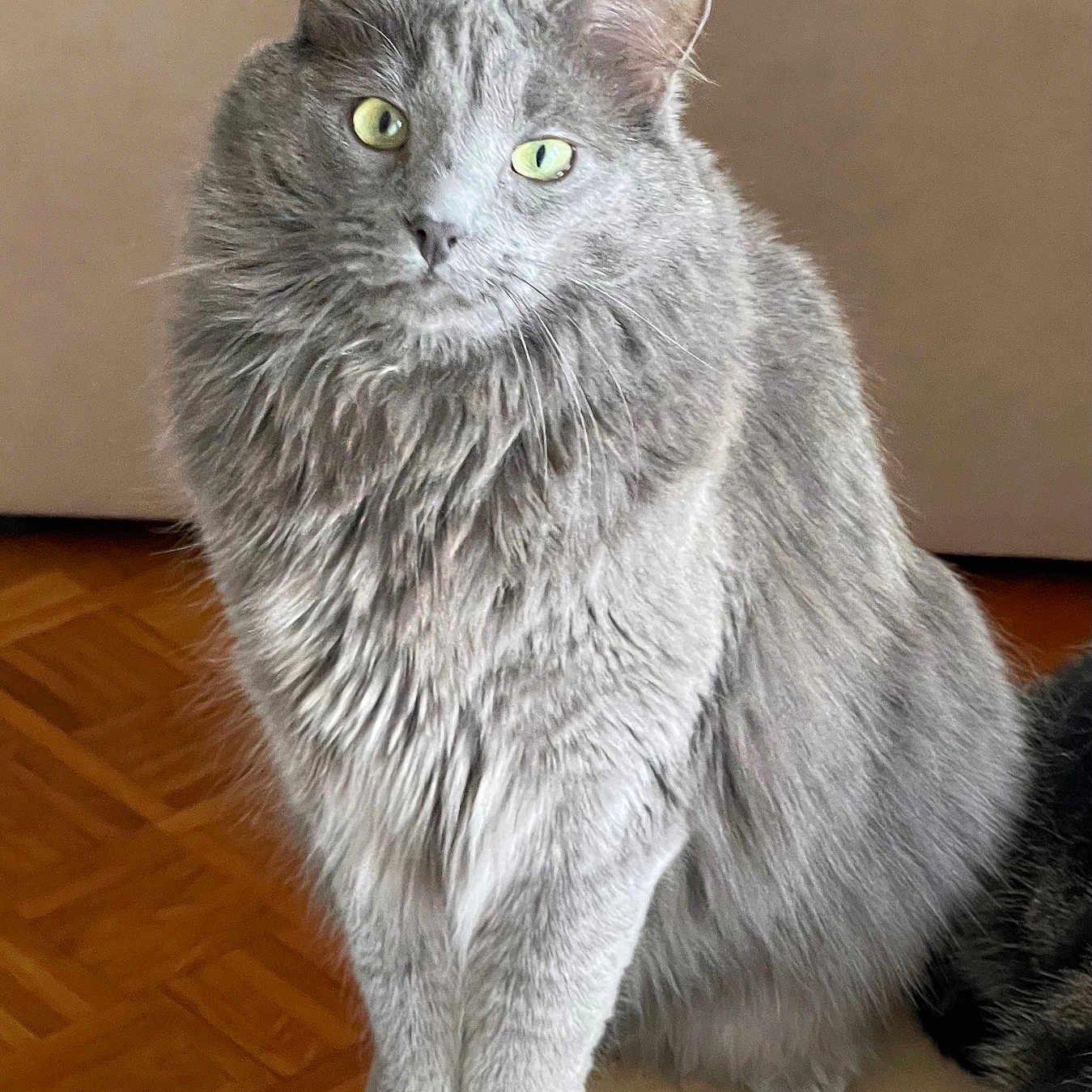 The Grey a rejoint le concours — aidez-le/la à gagner de superbes lots ! alert, animal, cat, close_up, curious, cute, domestic_cat, feline, fluffy, furry, gray_cat, green_eyes, household, indoor, paws, pet, portrait, sitting, soft_fur, whiskers