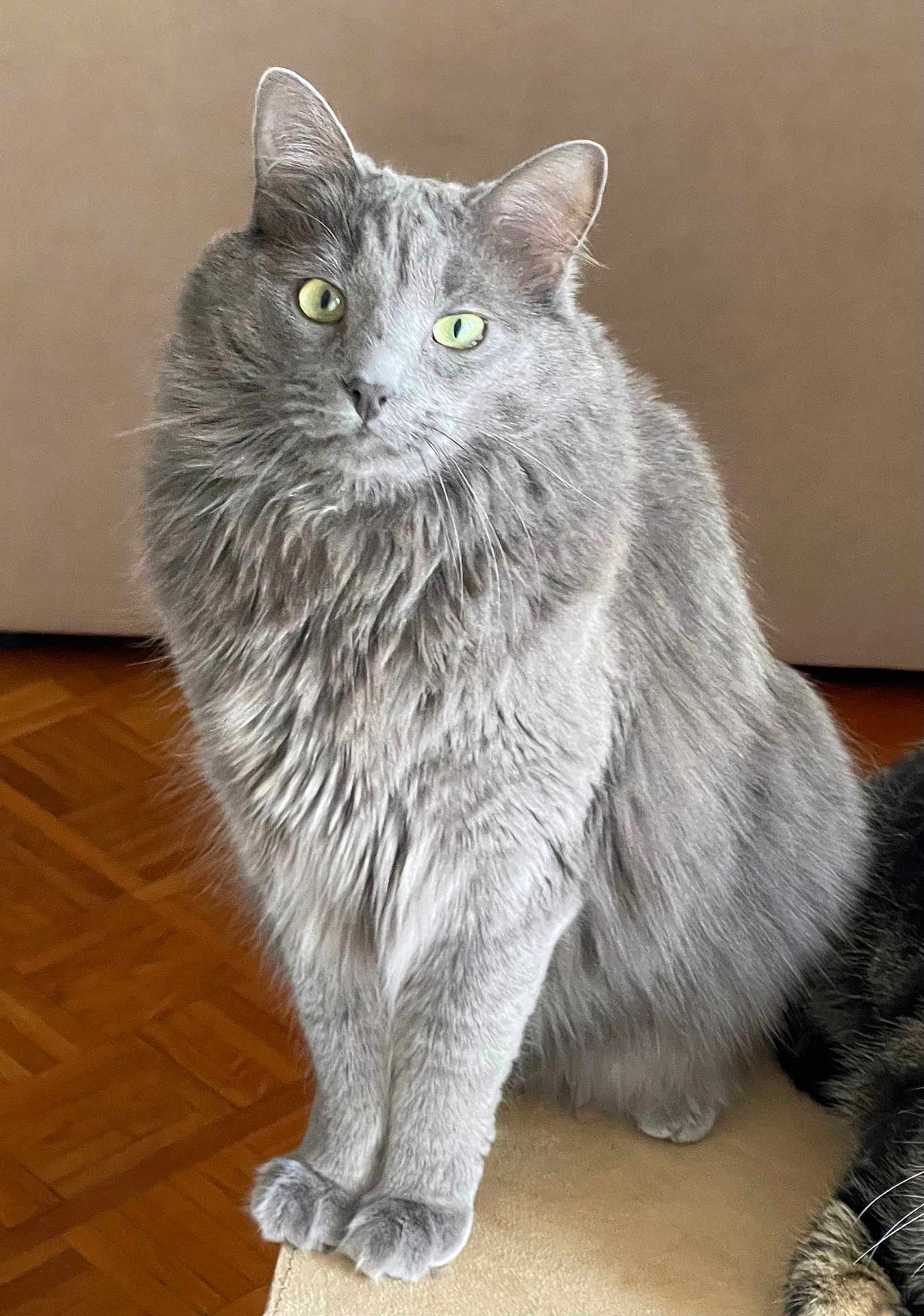 The Grey a rejoint le concours — aidez-le/la à gagner de superbes lots ! alert, animal, cat, close_up, curious, cute, domestic_cat, feline, fluffy, furry, gray_cat, green_eyes, household, indoor, paws, pet, portrait, sitting, soft_fur, whiskers