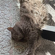 The Grey a rejoint le concours — aidez-le/la à gagner de superbes lots ! animal, carpet, cat, cozy, cute, feline, fluffy, fur, gray_cat, home, indoor, paw, peaceful, pet, relaxed, resting, sleeping, stretching, sunlight, table_leg