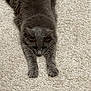 animal, carpet, cat, claws, cute, domestic_cat, ears, focused, fur, furry, gray_cat, home, indoor, mammal, paws, pet, relaxed, soft, stretching, whiskers