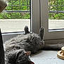 animal, cat, cozy, daylight, floor, fluffy, fur, gray_cat, greenery, home, indoor, napping, paw, pet, quiet, relaxed, resting, sleeping, tail, window