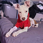 Roxy is registered to the contest to win money with this photo: dog, puppy, red_shirt, bed, gray_sheet, indoor, pet, animal, ears, paws, lying_down, looking_at_camera, curious, white_fur, brown_spots, casual, clutter, laundry, paper, relaxed