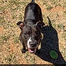 animal, black_dog, canine, daytime, dog, ears_up, frisbee, grass, ground, happy, looking_up, nature, outdoor, pet, playful, shadow, snout, summer, sunlight, tongue_out