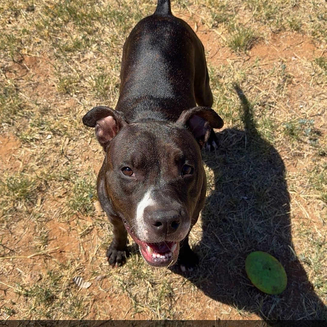 Tashi is registered to the contest to win money with this photo: dog, black_dog, outdoor, grass, sunlight, shadow, frisbee, pet, canine, animal, happy, tongue_out, ears_up, playful, summer, daytime, ground, nature, looking_up, snout