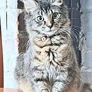 Pudding is registered to the contest to win money with this photo: animal, bell, brick_wall, cat, closeup, collar, curious, cute, feline, fluffy, fur, green_eyes, indoor, pet, plaster_wall, portrait, sitting, tabby, whiskers, wooden_surface