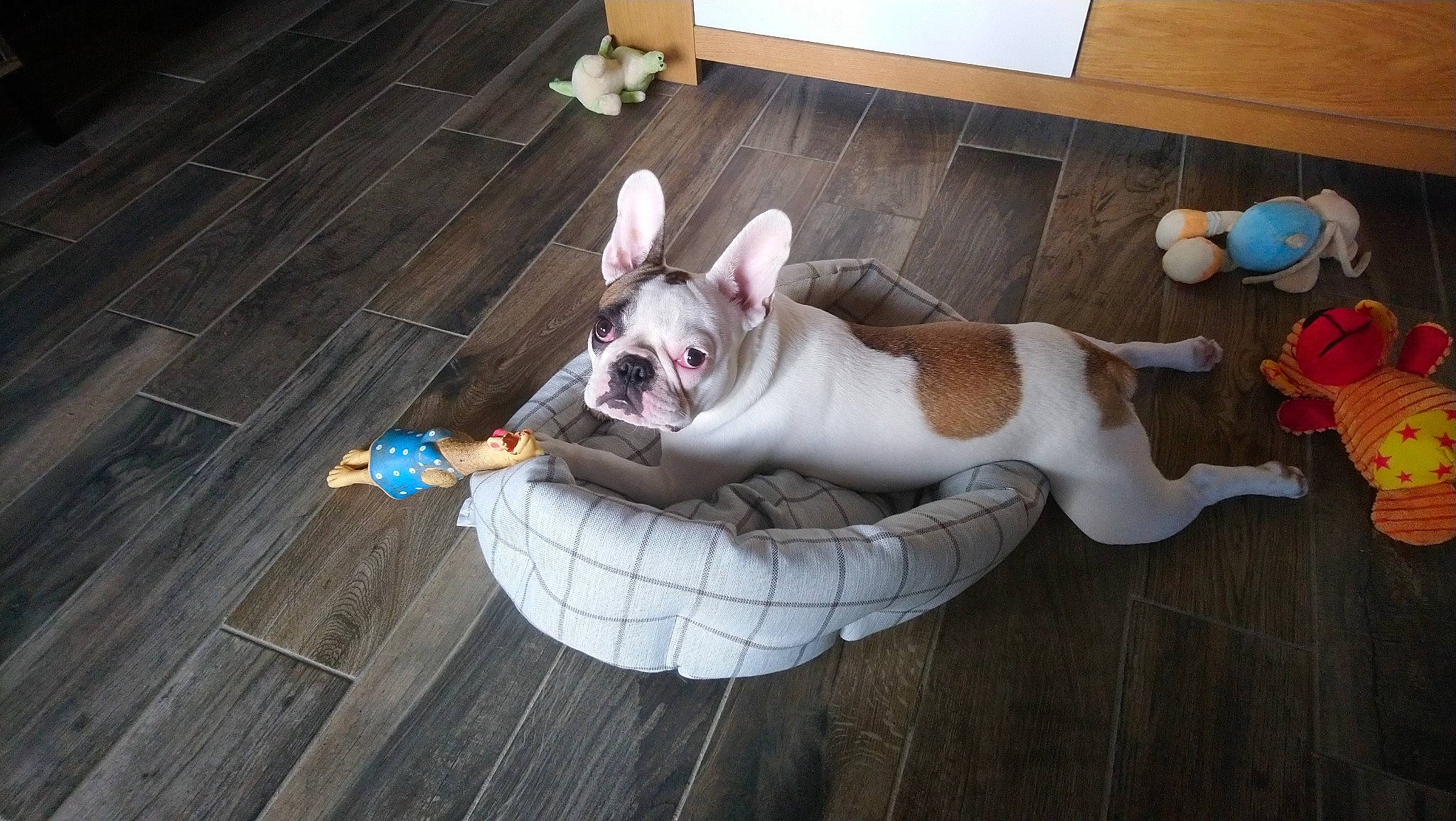 Qitty a rejoint le concours — aidez-le/la à gagner de superbes lots ! american_bulldog, australian_bulldog, boston_terrier, bulldog, canidae, carnivore, companion_dog, dog, dog_breed, ear, fawn, french_bulldog, mammal, non_sporting_group, old_english_bulldog, olde_english_bulldogge, rare_breed_dog, snout, tail, toy_bulldog