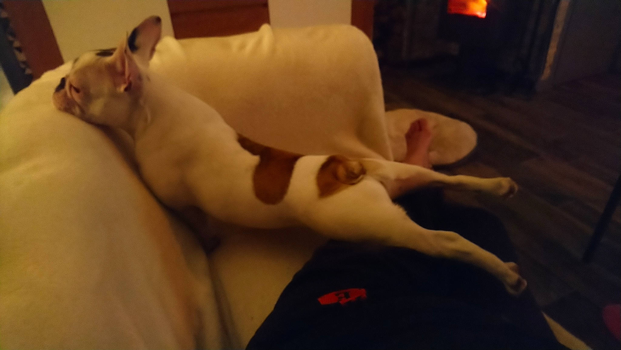 Qitty a rejoint le concours — aidez-le/la à gagner de superbes lots ! bull_terrier, bull_terrier_miniature, canidae, carnivore, cat, dog_breed, ear, fawn, felidae, nap, non_sporting_group, paw, sleep, small_to_medium_sized_cats, tail, whiskers