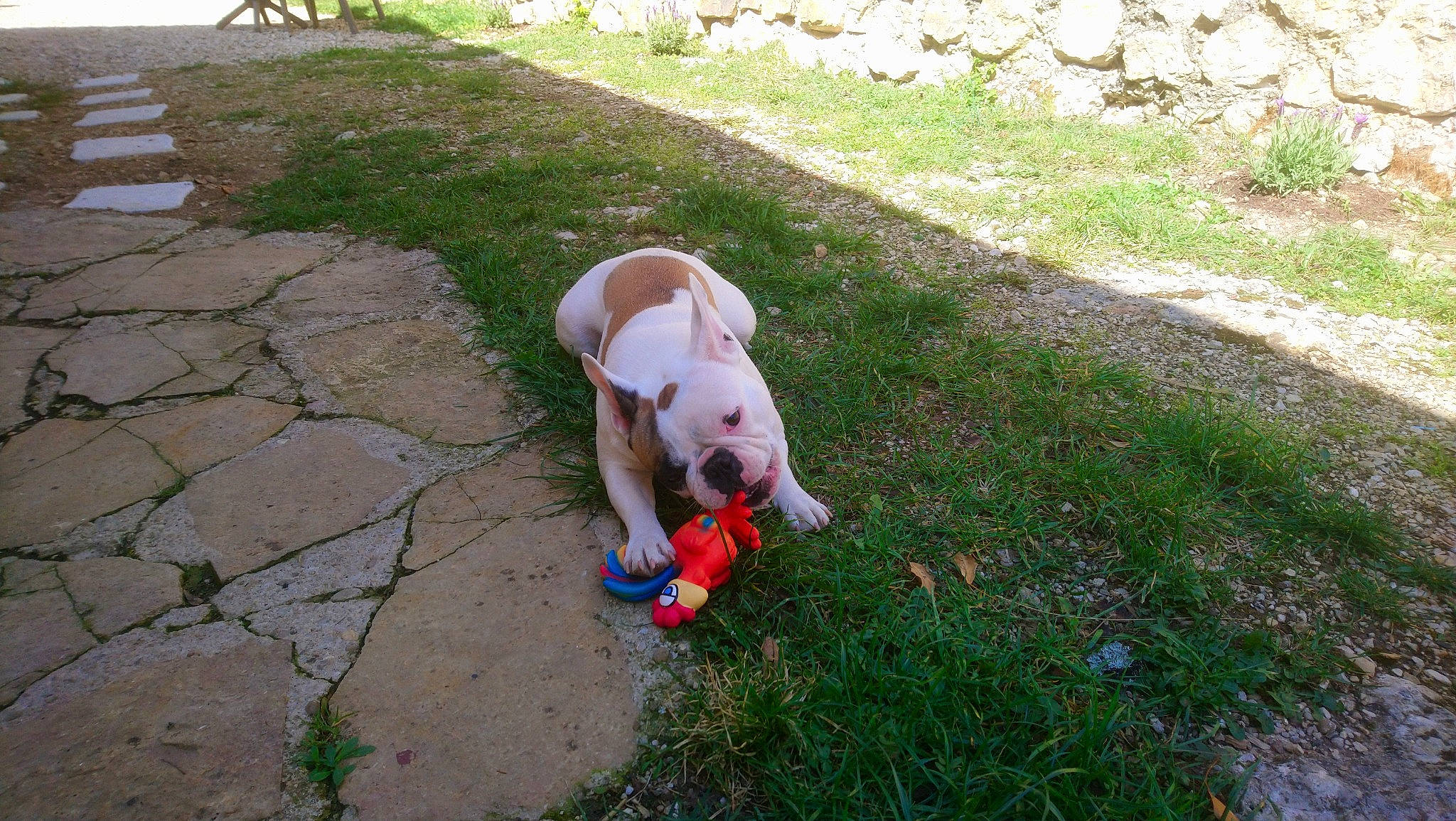 Qitty a rejoint le concours — aidez-le/la à gagner de superbes lots ! canidae, carnivore, companion_dog, dog, dog_breed, dog_clothes, fawn, flooring, grass, grass_family, groundcover, lawn, plant, road_surface, shrub, sidewalk, sporting_group, tail, toy_dog, working_animal