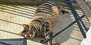 June a rejoint le concours — aidez-le/la à gagner de superbes lots ! cat, tabby, animal, pet, balcony, sunlight, shadow, floor, doormat, chair, metal, outdoor, relaxed, lying, fur, whiskers, curious, striped, concrete, resting