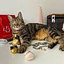 June a rejoint le concours — aidez-le/la à gagner de superbes lots ! cat, tabby, pet, animal, indoor, table, gift_bag, jewelry, chain, toy, decorative_items, candle, plaid_box, white_wall, curious, relaxed, paw, fur, whiskers, collar