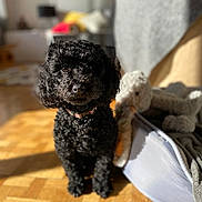 Stella participe au concours pour gagner de l'argent avec cette photo : dog, poodle, black_dog, pet, indoor, sunlight, wooden_floor, parquet, toy, stuffed_animal, blanket, living_room, cozy, fur, collar, animal, companion, cute, portrait, home
