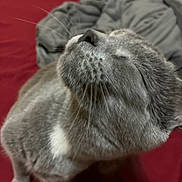 Tinsel Tintin Mewmew is registered to the contest to win money with this photo: cat, gray_cat, white_patch, pet, animal, feline, whiskers, close_up, indoor, red_background, fabric, cozy, sleepy, head_tilt, fur, mammal, domestic, cute, relaxed, portrait