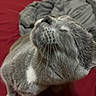 cat, gray_cat, white_patch, pet, animal, feline, whiskers, close_up, indoor, red_background, fabric, cozy, sleepy, head_tilt, fur, mammal, domestic, cute, relaxed, portrait