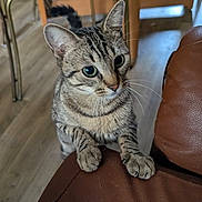 Nala participe au concours pour gagner de l'argent avec cette photo : cat, tabby_cat, pet, indoor, furniture, brown_couch, wooden_floor, chair, table, curious, close_up, whiskers, paws, striped_fur, domestic_animal, mammal, home, animal, looking, feline