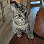 cat, tabby_cat, pet, indoor, furniture, brown_couch, wooden_floor, chair, table, curious, close_up, whiskers, paws, striped_fur, domestic_animal, mammal, home, animal, looking, feline