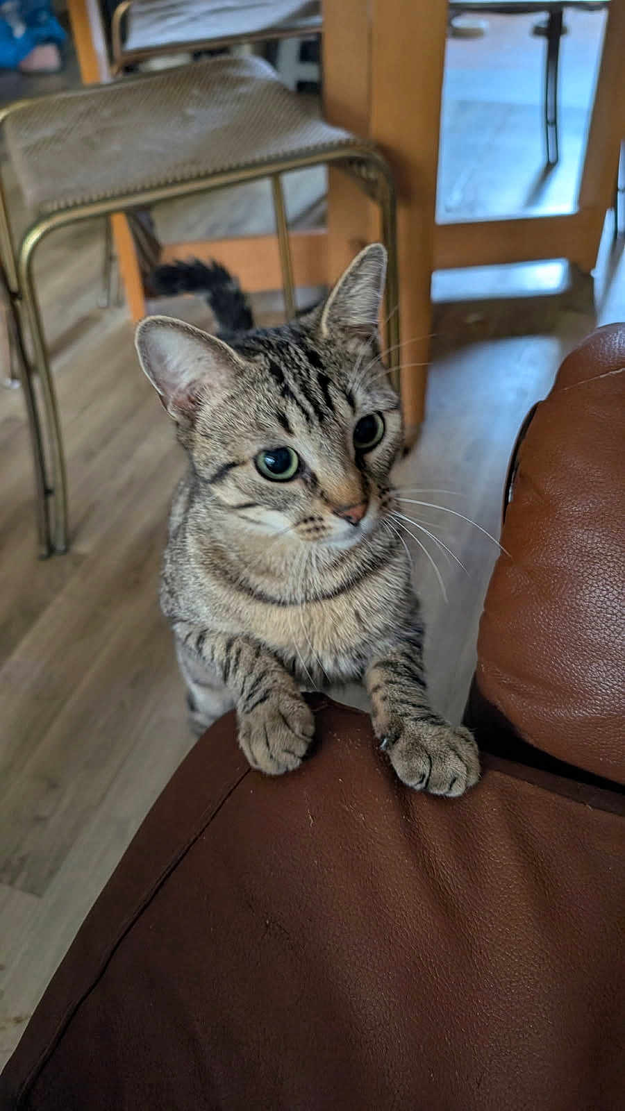 Nala participe au concours pour gagner de l'argent avec cette photo : cat, tabby_cat, pet, indoor, furniture, brown_couch, wooden_floor, chair, table, curious, close_up, whiskers, paws, striped_fur, domestic_animal, mammal, home, animal, looking, feline