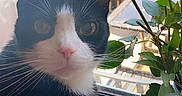 Coco joined the competition — help win amazing prizes! animal, black_and_white, cat, close_up, flower, garden, green_eyes, indoor, leaves, outdoor_view, pet, photography, pink_nose, plants, portrait, sitting, sunlight, tuxedo_cat, whiskers, window