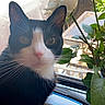 animal, black_and_white, cat, close_up, flower, garden, green_eyes, indoor, leaves, outdoor_view, pet, photography, pink_nose, plants, portrait, sitting, sunlight, tuxedo_cat, whiskers, window