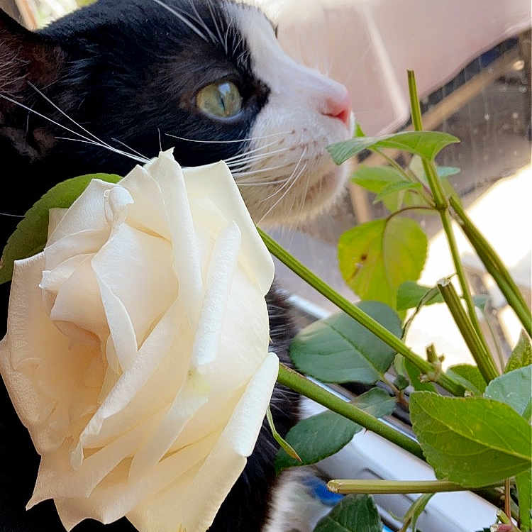 Coco