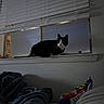 animal, black_and_white, blanket, blinds, cat, cozy, dark, ears, feline, home, indoors, night, pet, portrait, sitting, snack_bag, wall, whiskers, window, windowsill