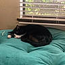 Coco is registered to the contest to win money with this photo: animal, bed, bedroom, bedspread, black_and_white, blinds, cat, cozy, curled_up, indoors, nap, pet, relaxed, resting, sleeping, sunlight, toy, turquoise, tuxedo_cat, window