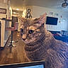 Emma is registered to the contest to win money with this photo: cat, tabby_cat, indoor, living_room, furniture, television, chair, wooden_floor, computer_screen, pet, animal, curious, fur, domestic_cat, home, cozy, whiskers, ears, eyes, blurred_background
