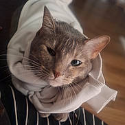 Emma joined the competition — help win amazing prizes! cat, animal, pet, feline, whiskers, ears, eyes, face, fur, hoodie, clothing, cozy, indoor, closeup, portrait, cute, soft, warm, resting, striped