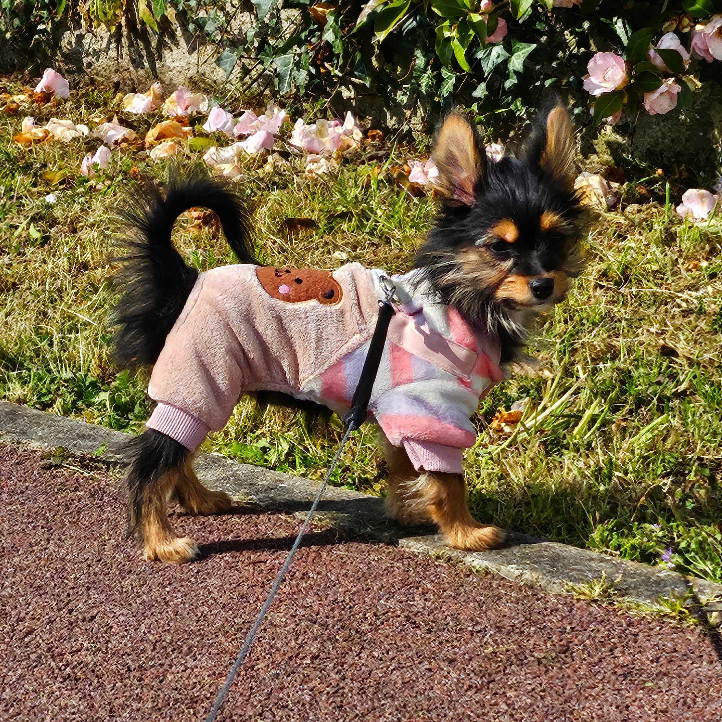 Vaiana participe au concours pour gagner de l'argent avec cette photo : accessories, animal, canine, dog, face, flower, grass, head, herbal, herbs, person, pet, photography, plant, portrait, puppy, rock, soil, strap, vegetation
