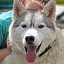 dog, husky, tongue_out, smiling_child, glasses, close_up, outdoor, green_background, happy, pet, animal, child, friendship, fluffy, playful, summer, portrait, cute, furry, companionship