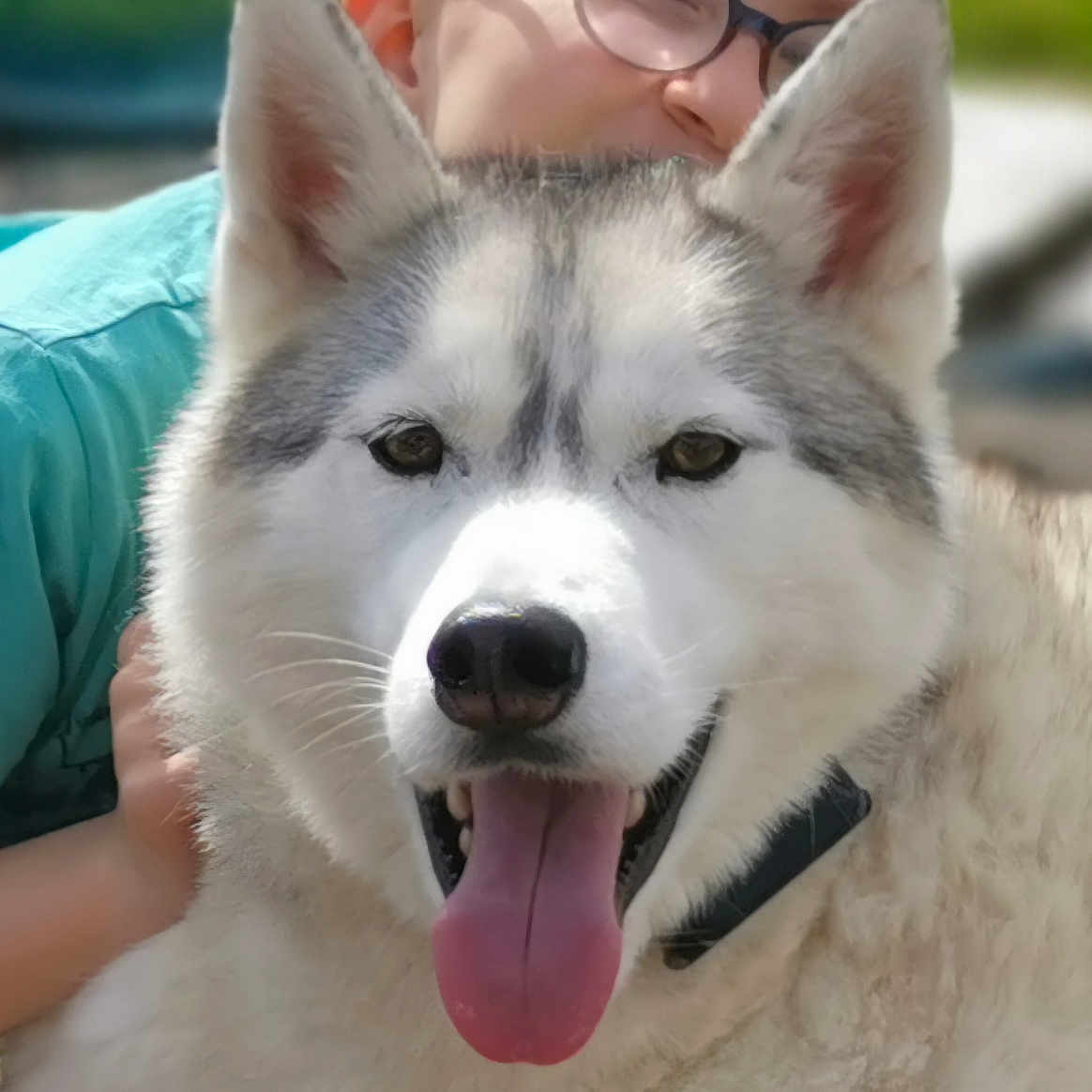 Freky a rejoint le concours — aidez-le/la à gagner de superbes lots ! animal, child, close_up, companionship, cute, dog, fluffy, friendship, furry, glasses, green_background, happy, husky, outdoor, pet, playful, portrait, smiling_child, summer, tongue_out