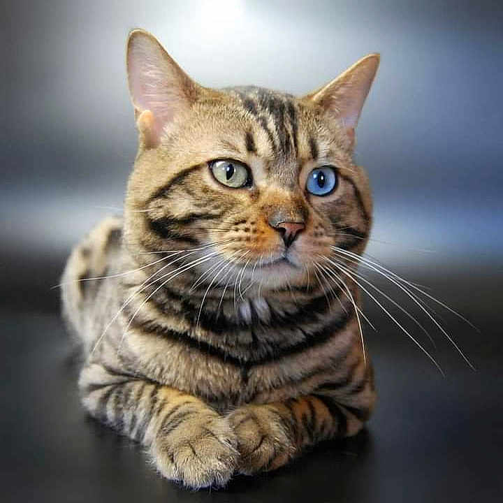 Brighton participe au concours pour gagner de l'argent avec cette photo : abyssinian, animal, cat, egyptiancat, kitten, manx, ocelot, pet, snout
