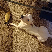 Jenny a rejoint le concours — aidez-le/la à gagner de superbes lots ! animal, carpet, companion, curious, cute, dog, domestic, floor, household, indoor, looking_up, lying_down, paw, pet, playful, relaxed, rubber_chicken, small_dog, toy, white_dog